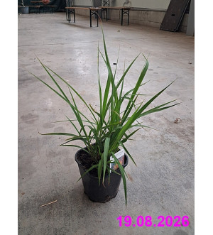 Miscanthus sin. purpurascens C 2 L